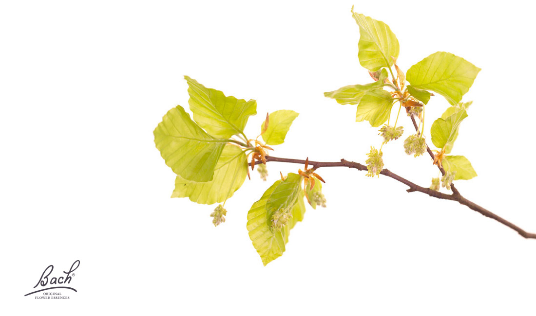 Fleurs de Bach Fleurs de Bach