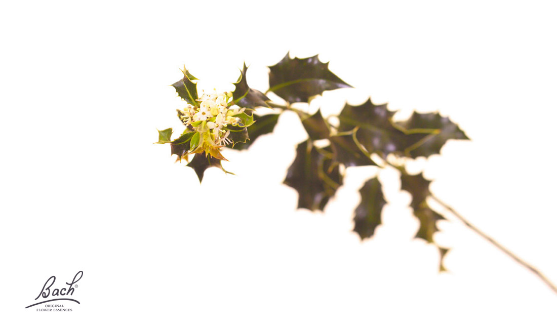 Fleurs de Bach Fleurs de Bach