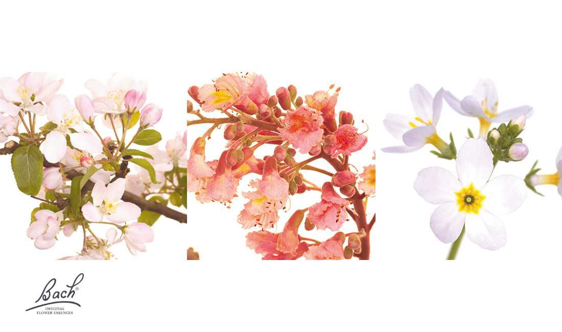 Fleurs de Bach Fleurs de Bach