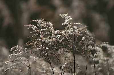 Les Maux de l'hiver